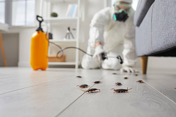 Post-Treatment Bed Bug Interceptor Monitoring in Florence